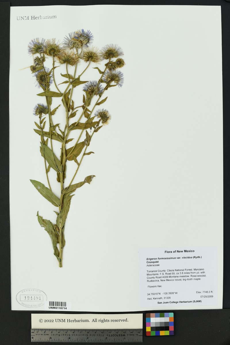 Erigeron formosissimus var. viscidus photo 7