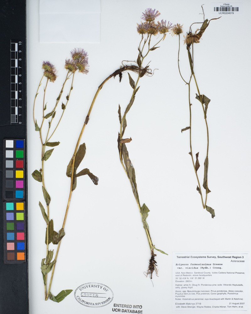 Erigeron formosissimus var. viscidus photo 8