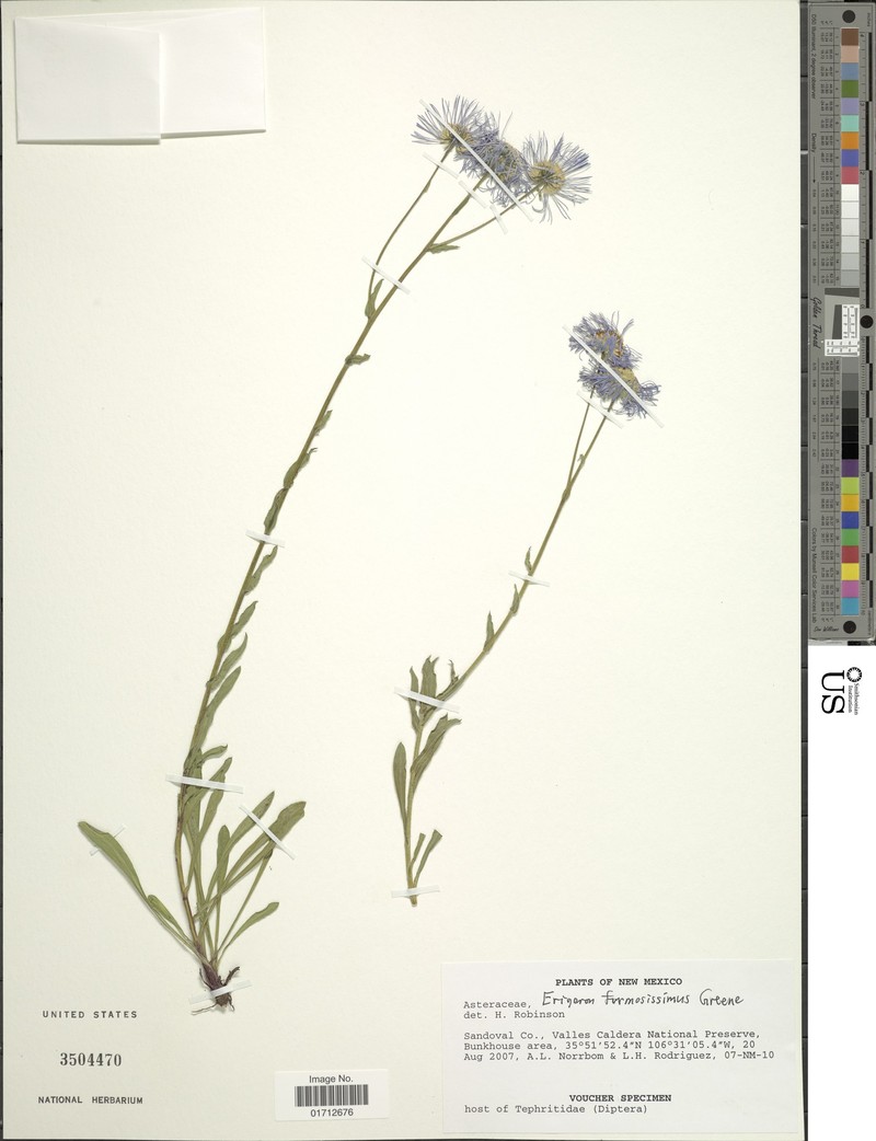 Erigeron formosissimus var. viscidus