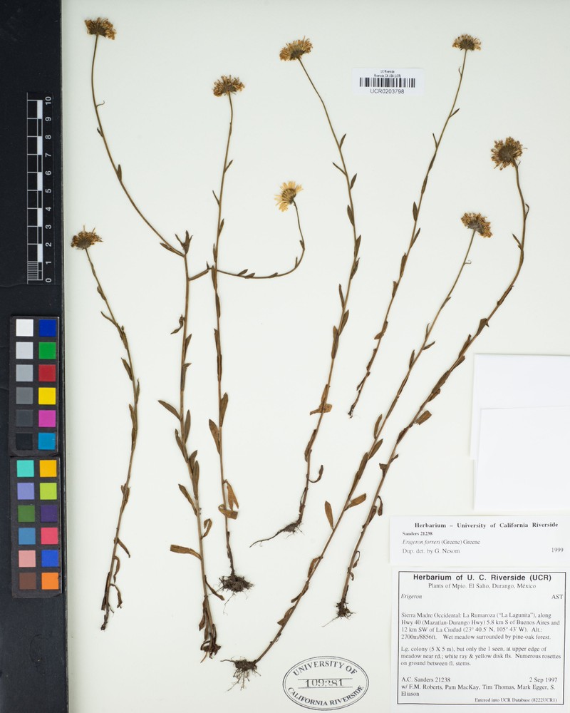 Erigeron forreri