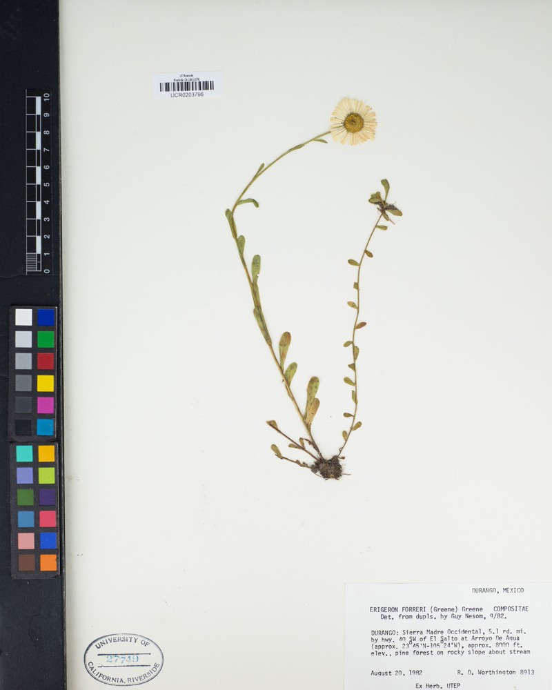 Erigeron forreri photo 4