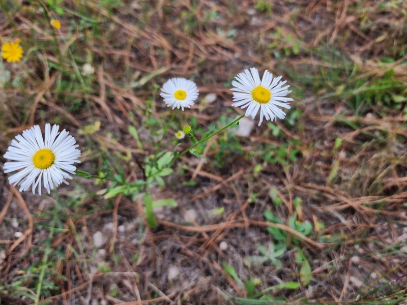 Erigeron fraternus
