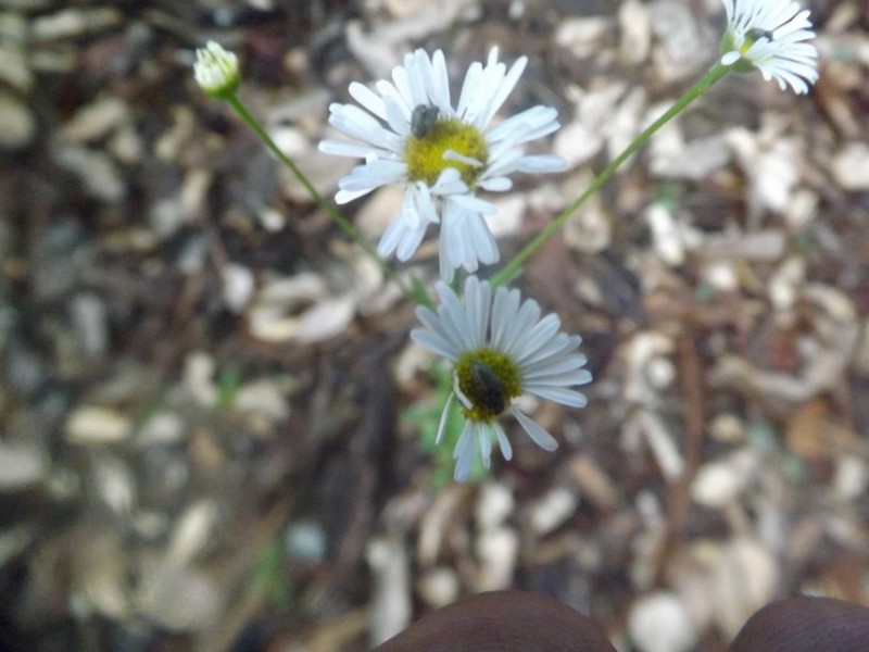 Erigeron fraternus photo 2