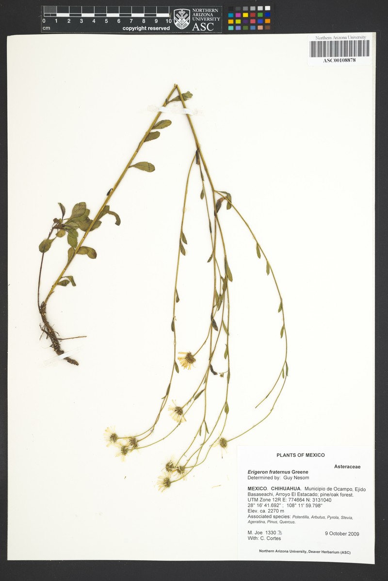 Erigeron fraternus photo 5
