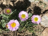 Erigeron frigidus
