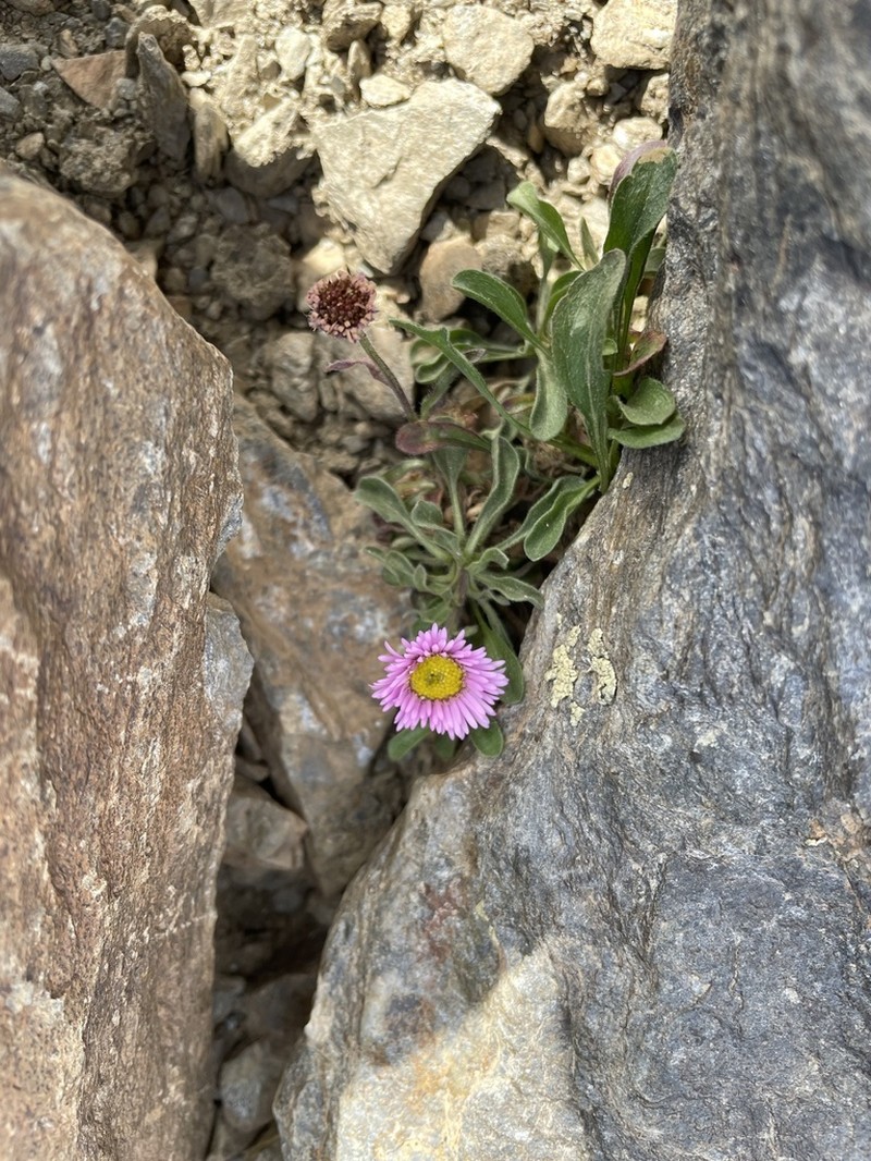 Erigeron frigidus photo 2