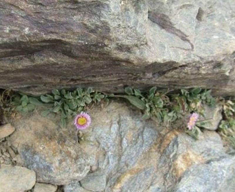 Erigeron frigidus photo 3