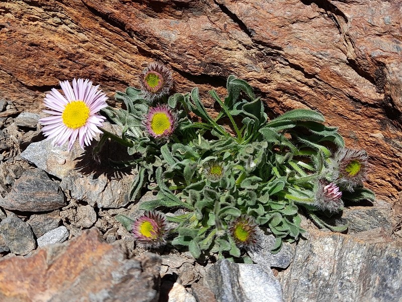 Erigeron frigidus photo 4