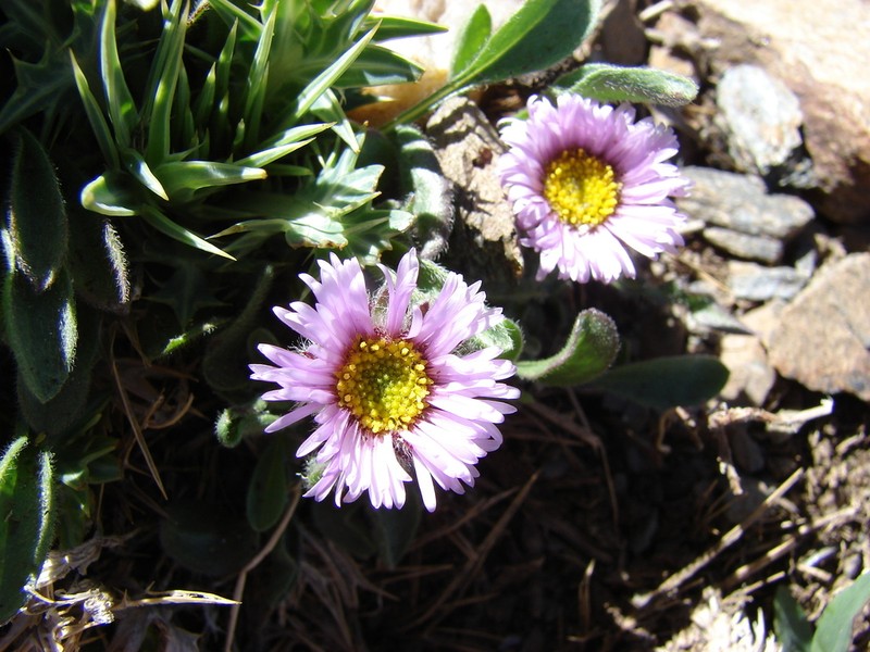 Erigeron frigidus photo 5