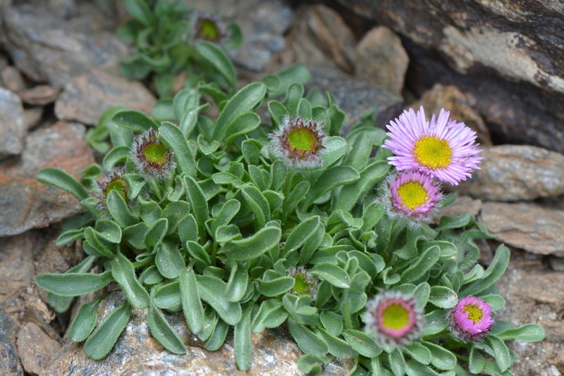 Erigeron frigidus photo 6