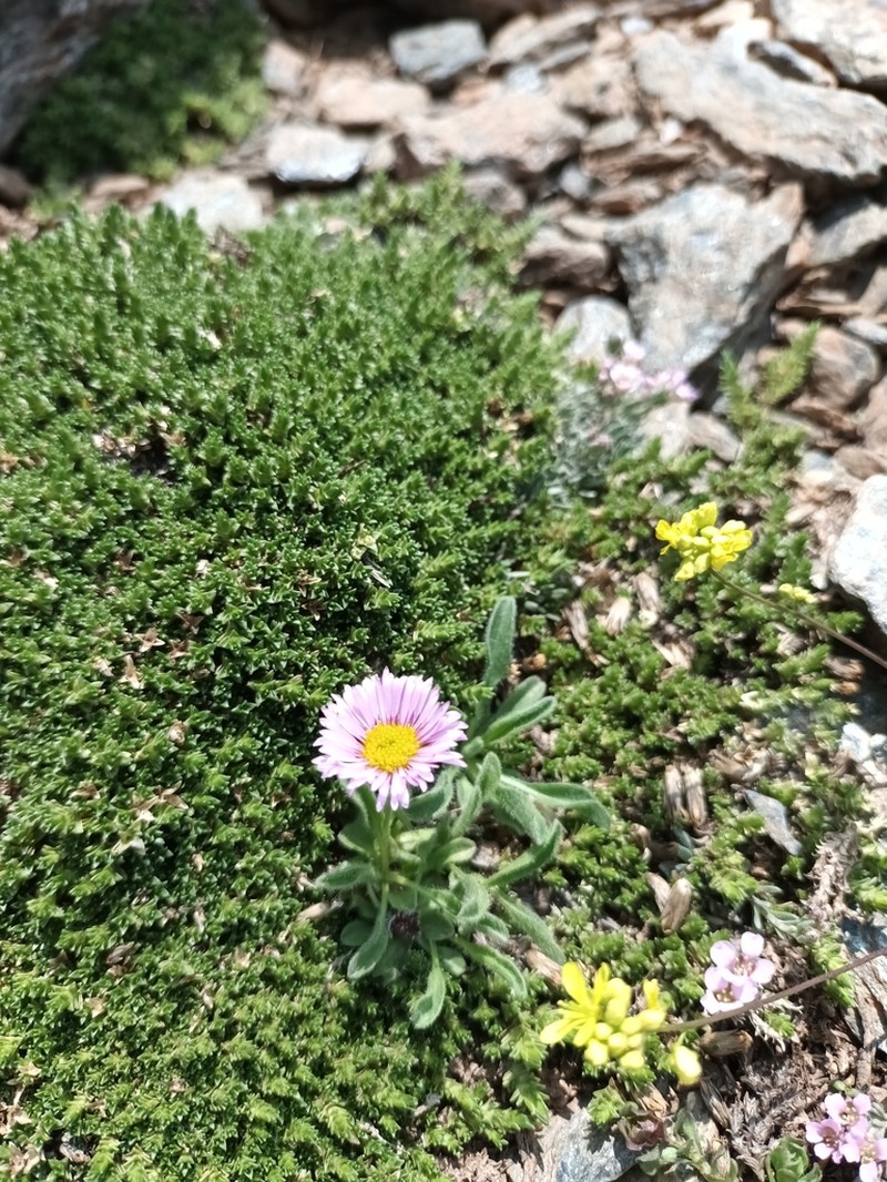 Erigeron frigidus photo 7