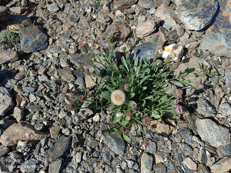 Erigeron frigidus photo 8