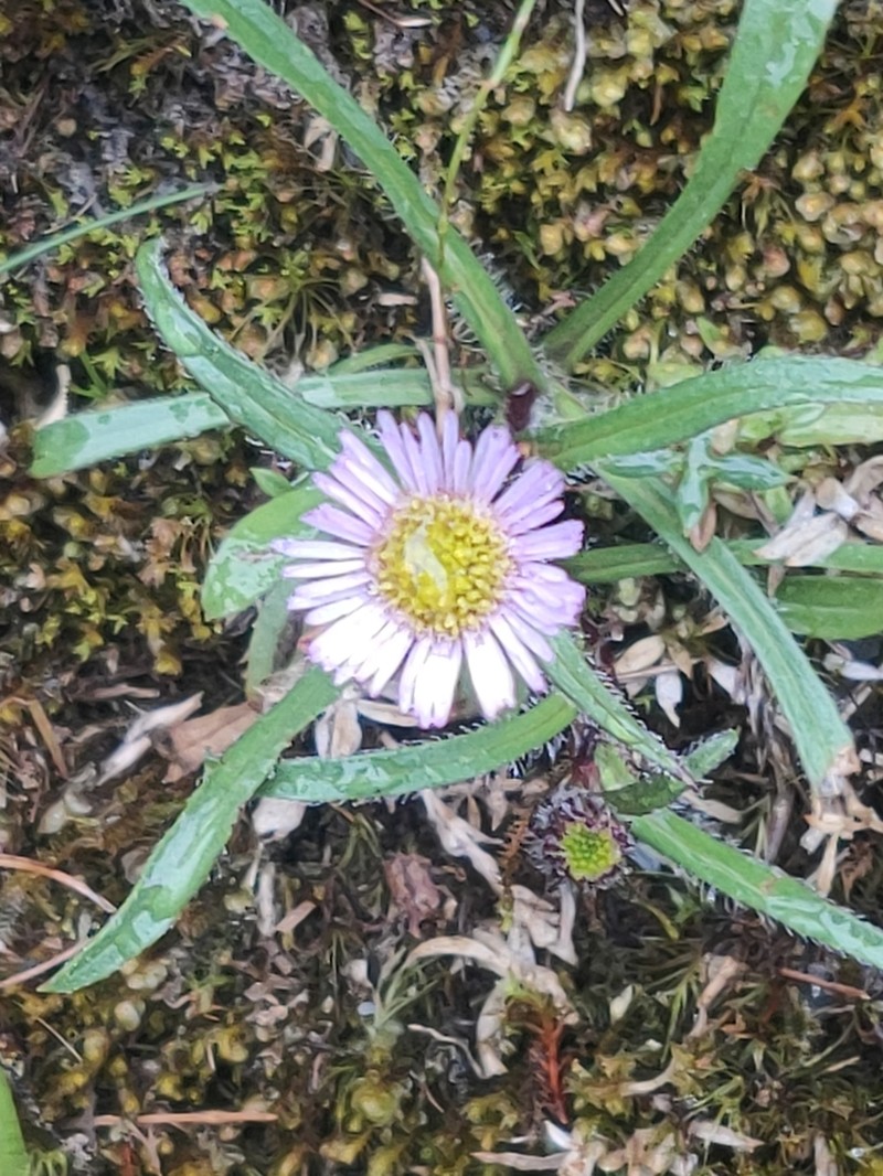 Erigeron fukuyamae