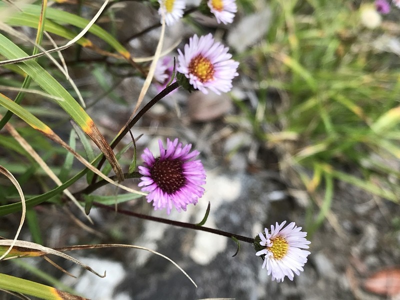 Erigeron fukuyamae photo 2