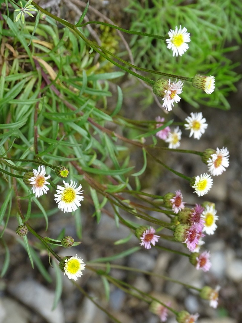 Erigeron fukuyamae photo 3