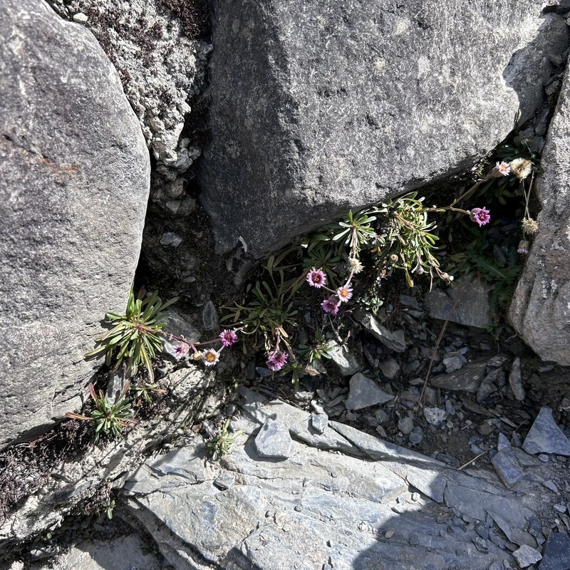 Erigeron fukuyamae photo 4