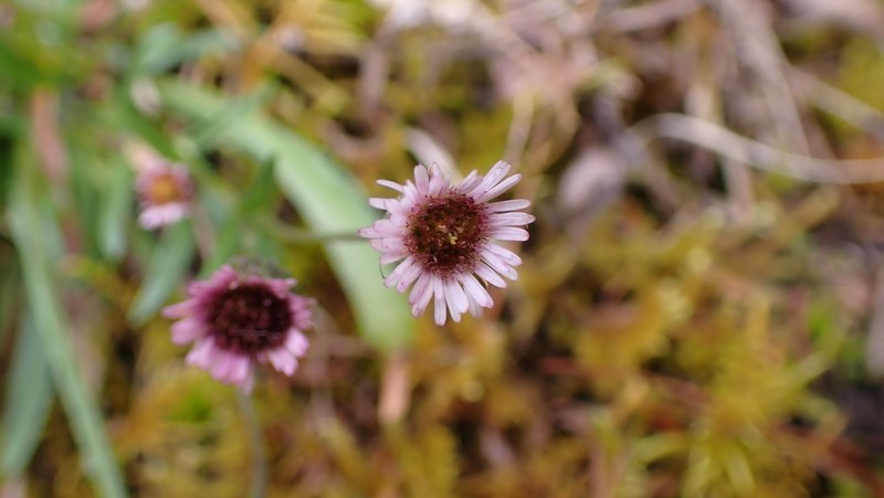 Erigeron fukuyamae photo 5
