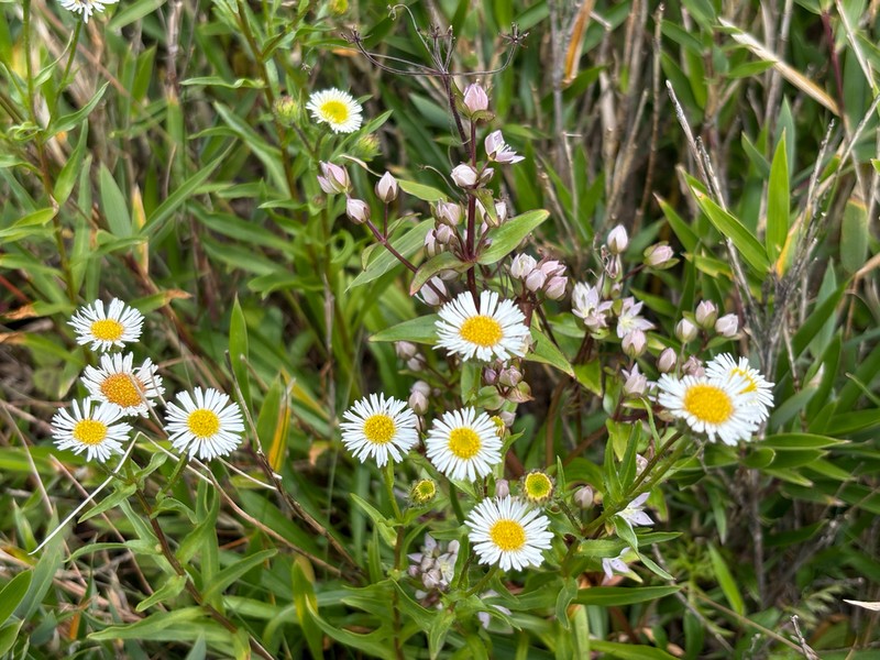 Erigeron fukuyamae photo 6