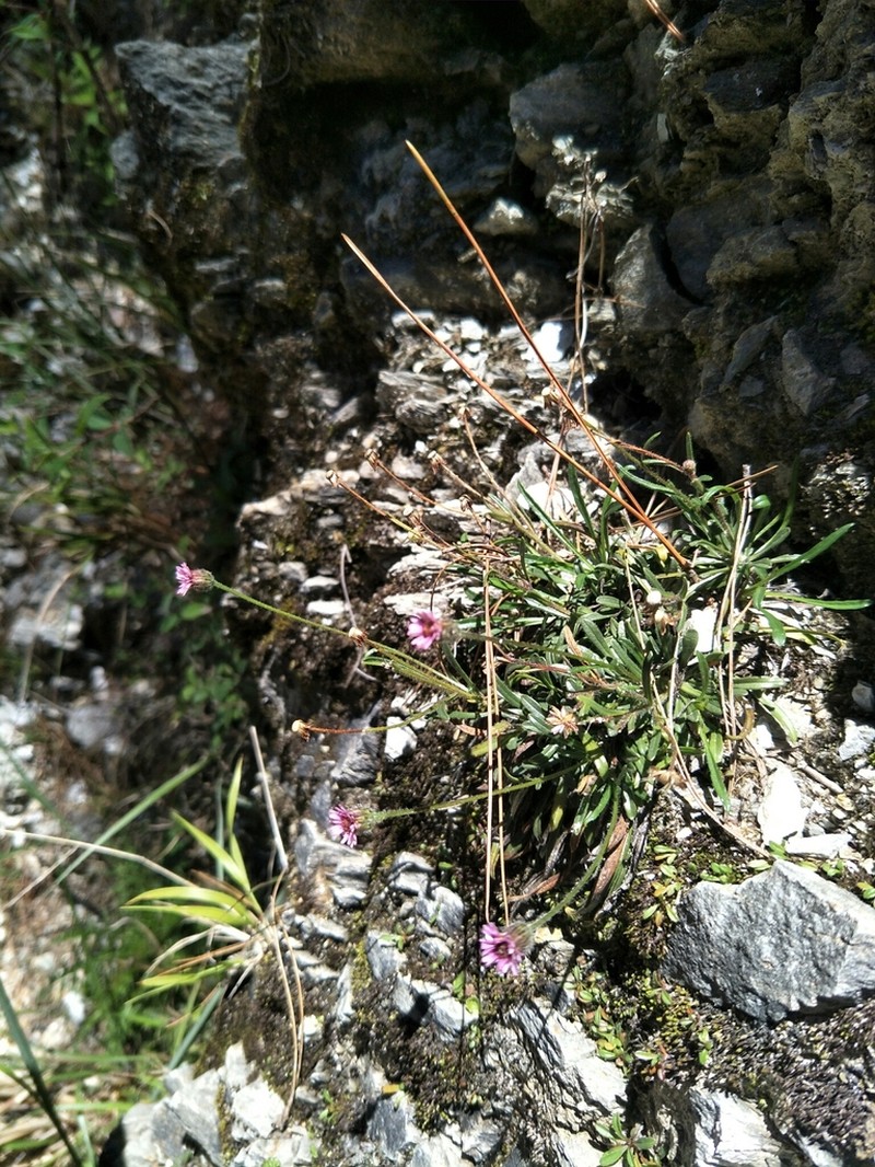 Erigeron fukuyamae photo 7
