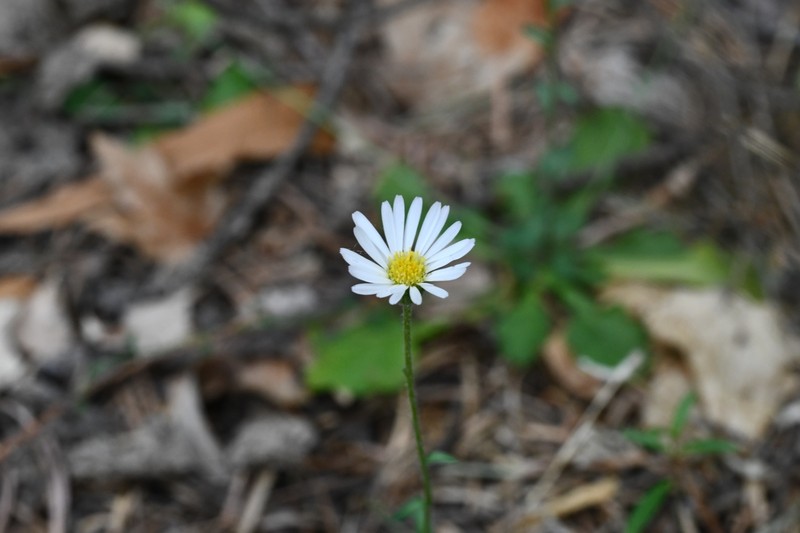 Erigeron fundus photo 2