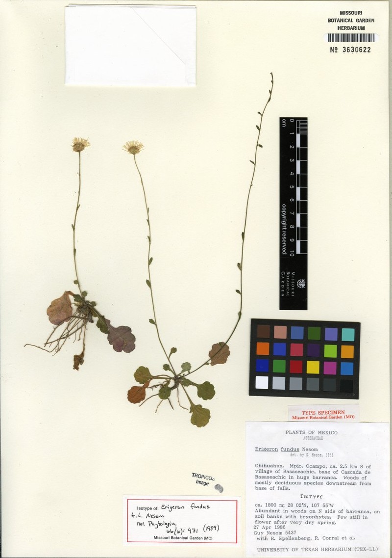 Erigeron fundus photo 3