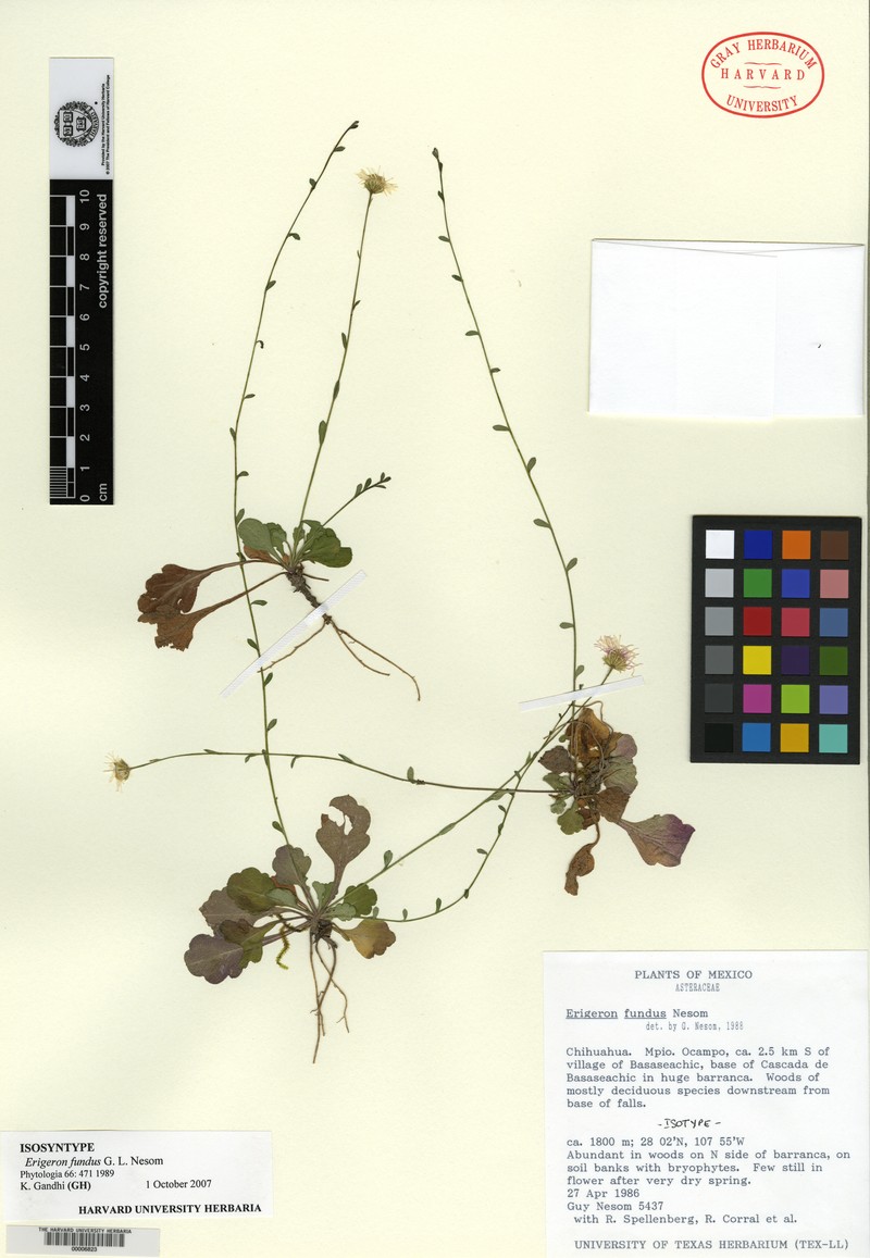 Erigeron fundus photo 4