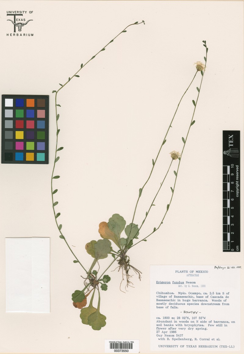 Erigeron fundus photo 5