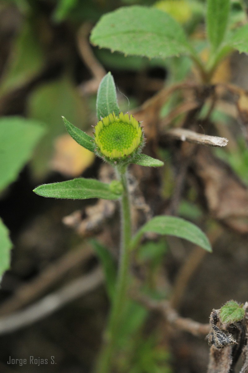 Erigeron galeottii