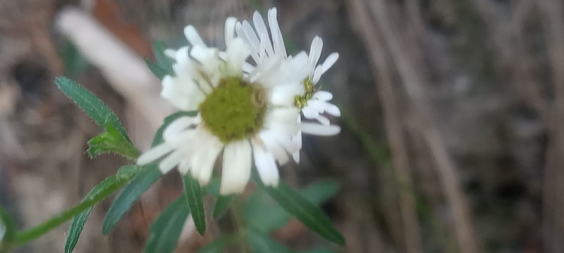 Erigeron galeottii photo 2