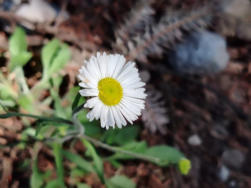 Erigeron galeottii photo 3