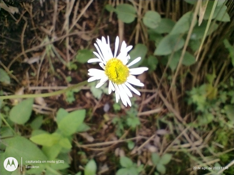 Erigeron galeottii photo 4