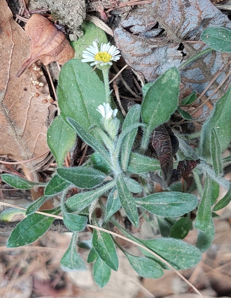 Erigeron galeottii photo 5