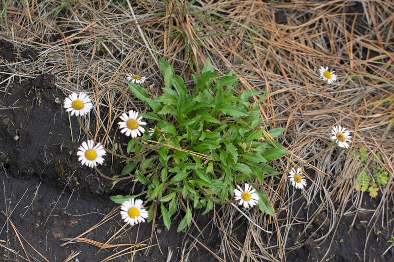 Erigeron galeottii photo 6