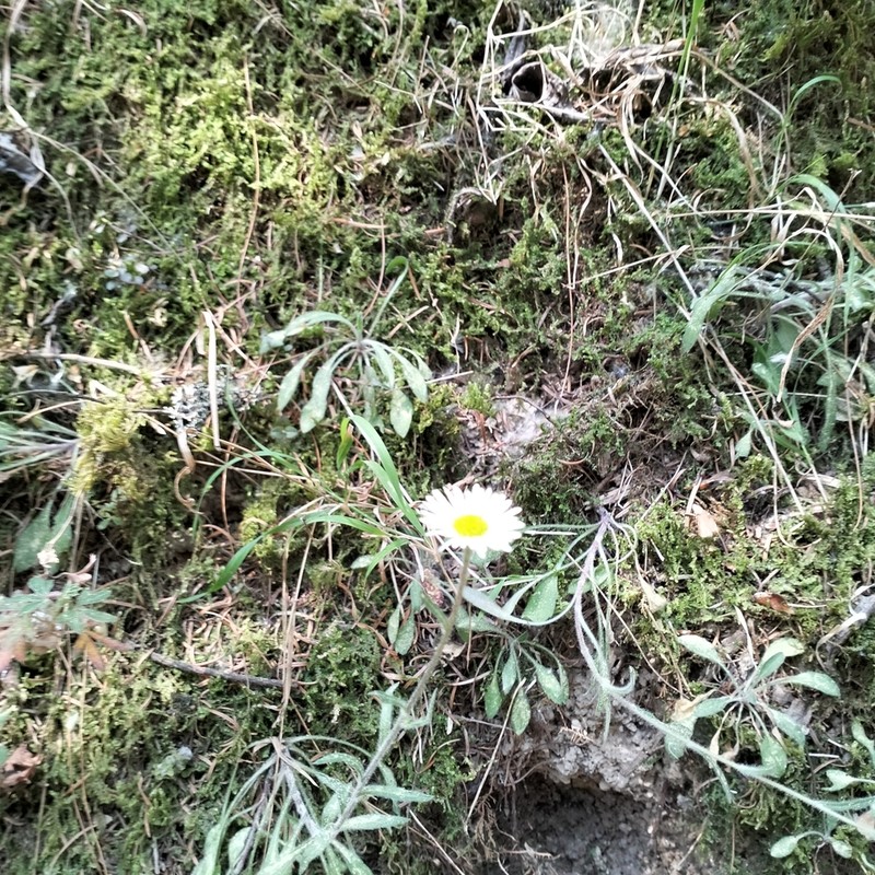 Erigeron galeottii photo 7