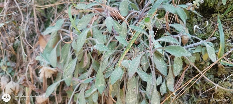 Erigeron galeottii photo 8