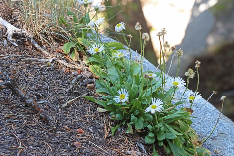 Garrett's Fleabane photo 2