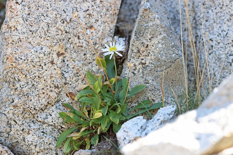 Garrett's Fleabane photo 3
