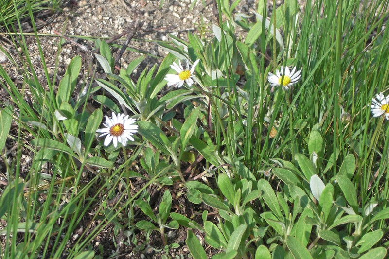 Garrett's Fleabane photo 4