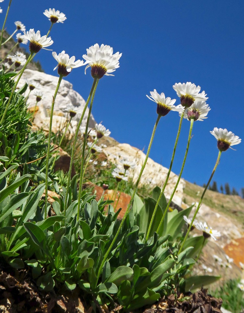 Garrett's Fleabane photo 5