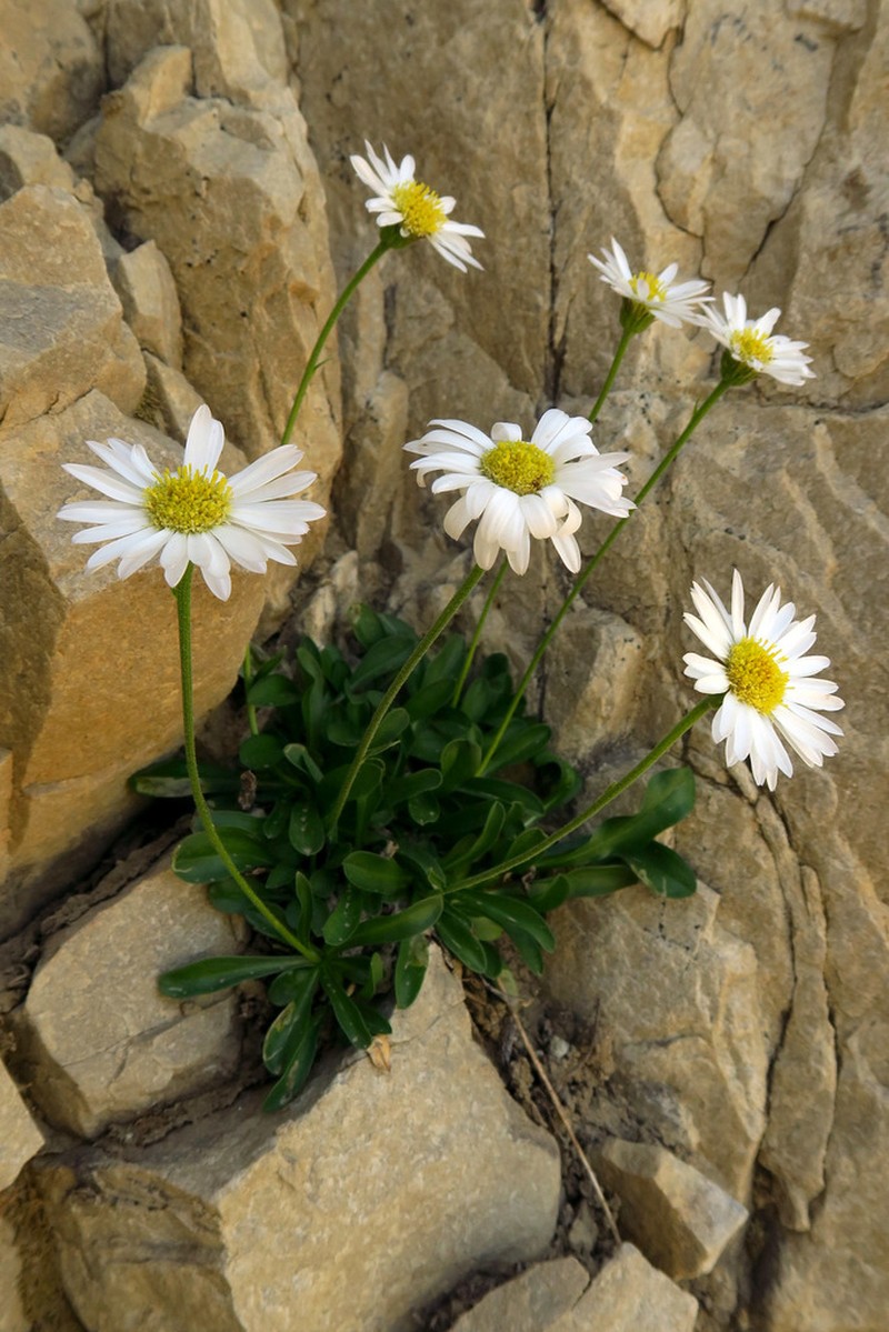 Garrett's Fleabane photo 6