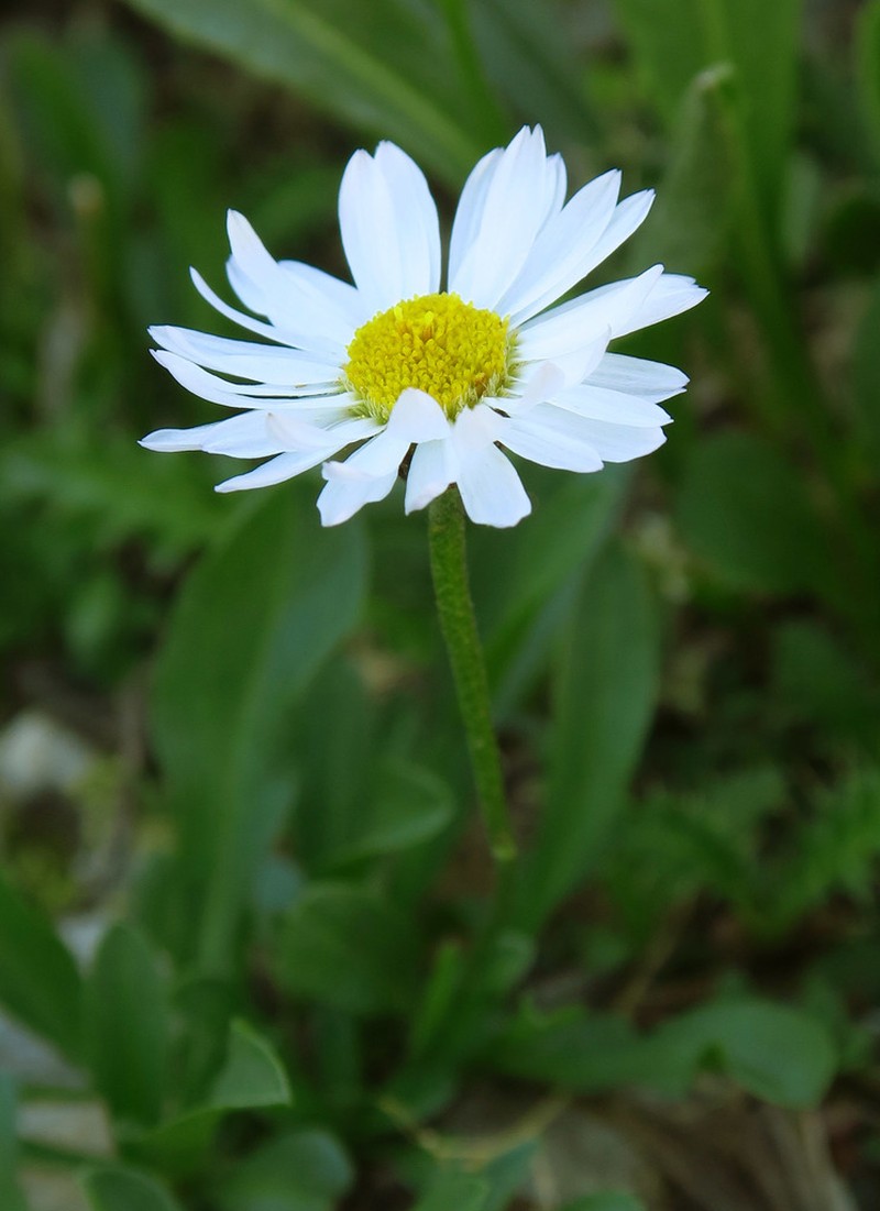 Garrett's Fleabane photo 7