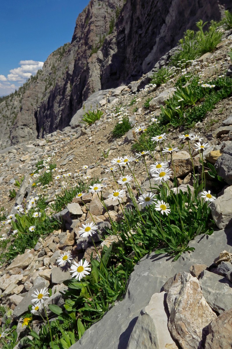 Garrett's Fleabane photo 8