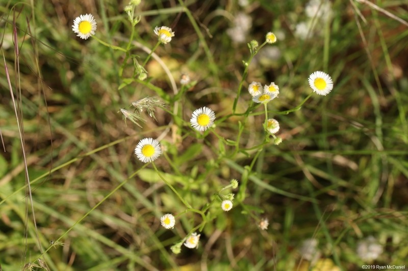 Geiser's Fleabane
