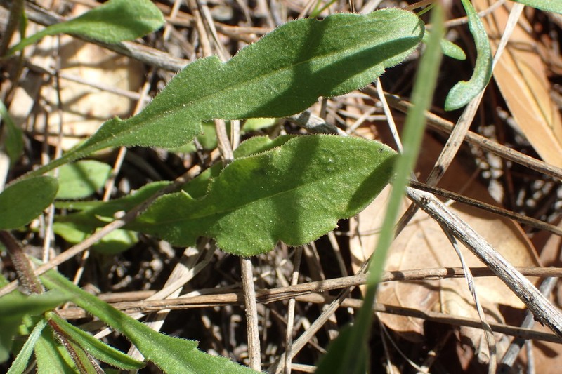 Geiser's Fleabane photo 3