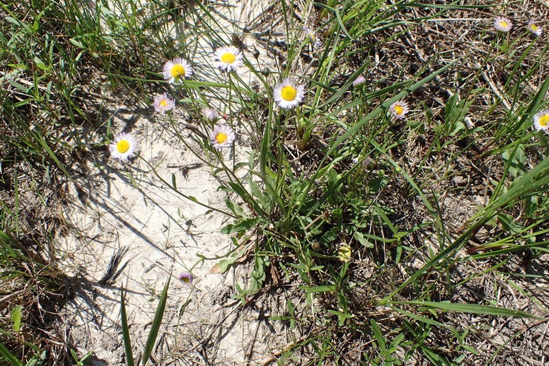 Geiser's Fleabane photo 4