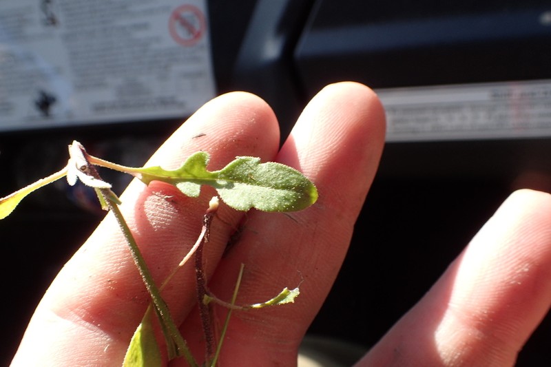 Geiser's Fleabane photo 5