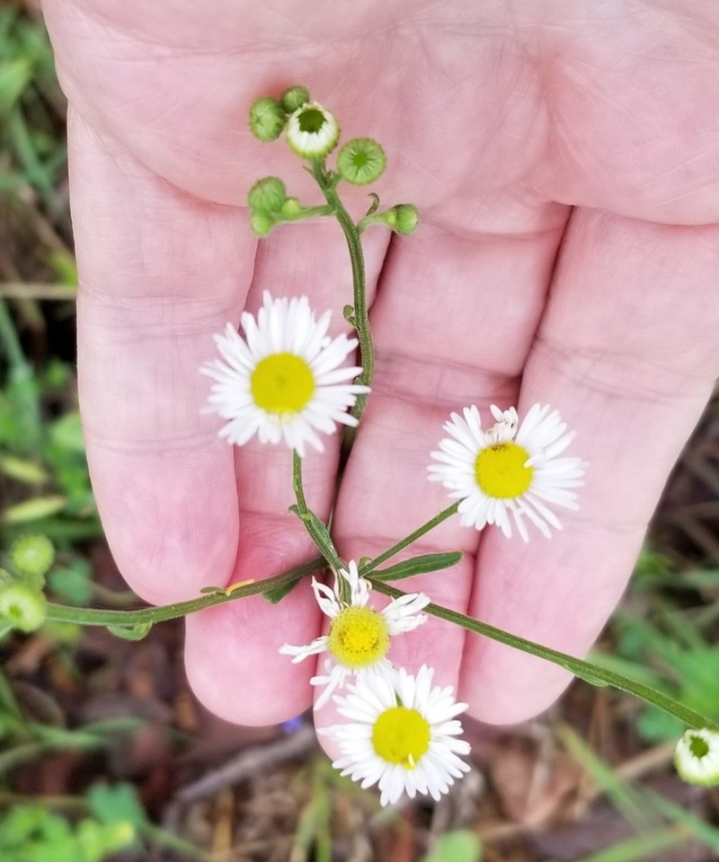 Geiser's Fleabane photo 6