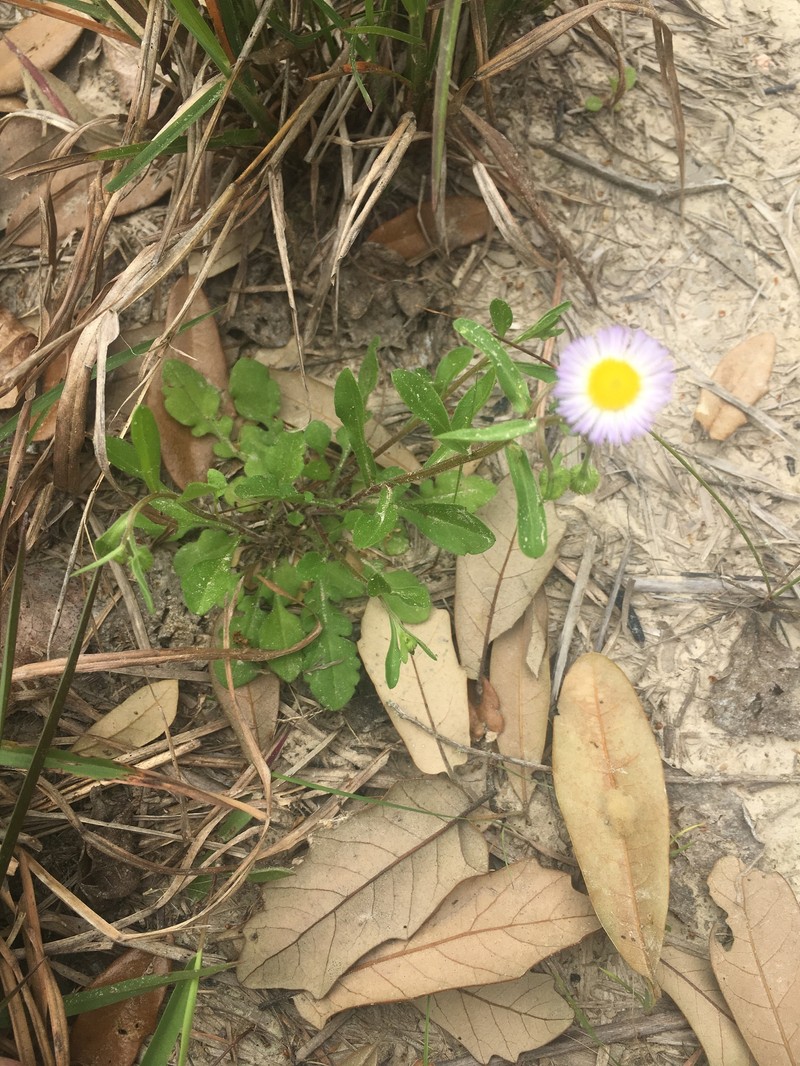 Geiser's Fleabane photo 7