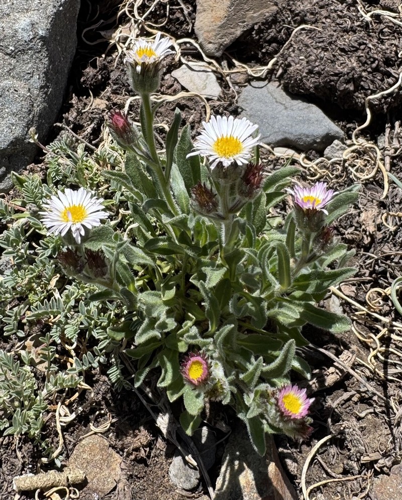 Erigeron gilliesii
