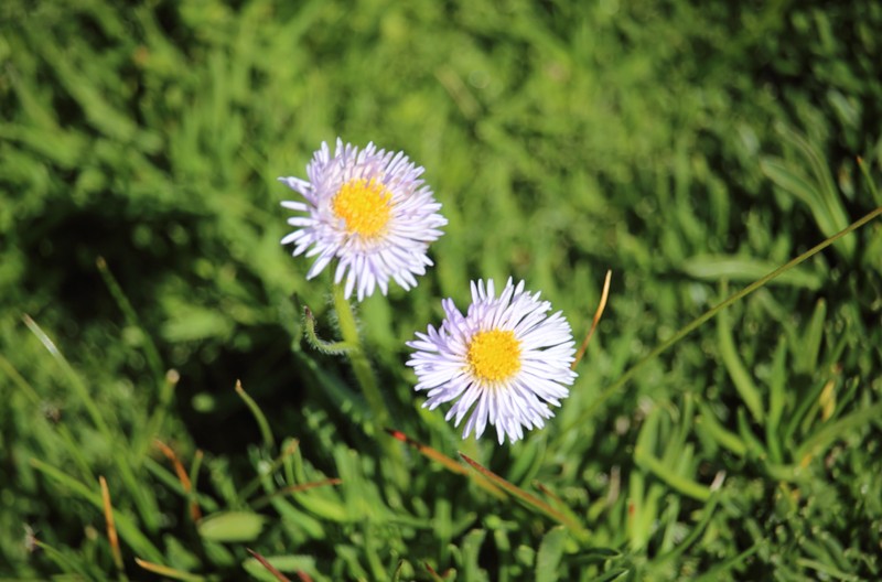 Erigeron gilliesii photo 2